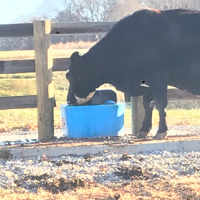 Cow at the trough