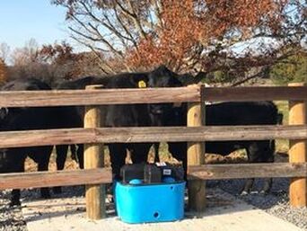 Picture of Angus cows behind the fence, drinking at the insulated trough.  Picture taken at Colver Forest Farm, by Sebastian Volcker