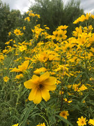 Beggarticks, (a cluster of yellow flowers).
