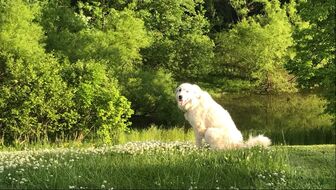 #1 working dog at Clover Forest, Great Pyrenees Border Colley mix.  Picture by Sebastian Volcker.  May 15, 2022