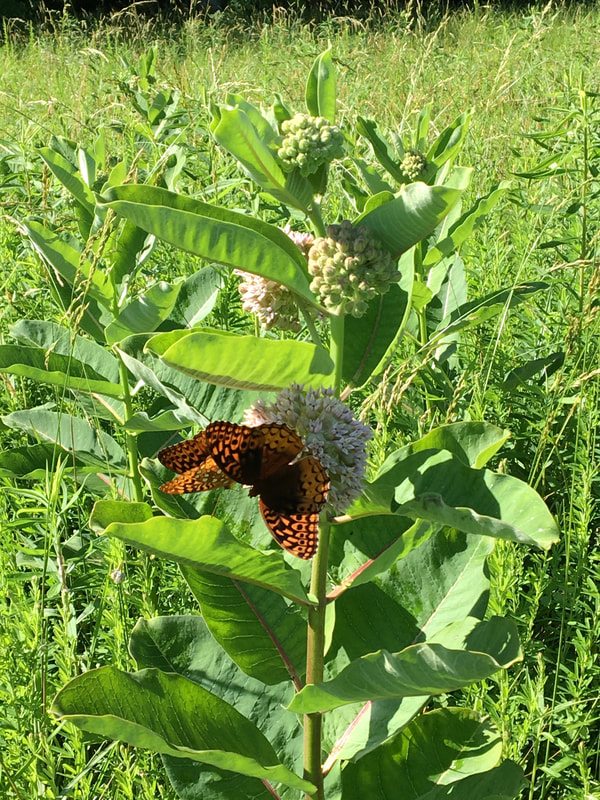 Greater Fritillaries on milkweed.  Picture by Betty McCracken.
