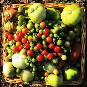 Picture:  Green tomatoes in a square cane basket.. courtesy S. Volcker, picture taken at Clover Forest