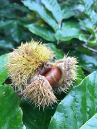 Chestnut in its husk